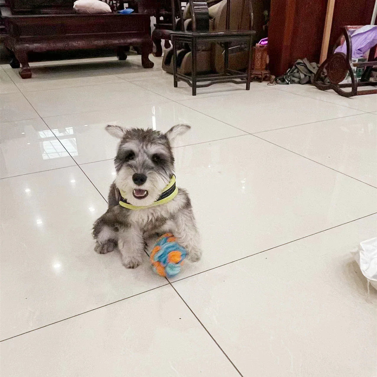 Snuffle Ball Dog Puzzle Toys Increase IQ Slow Dispensing Feeder Pet Training Games Feeding Feeding Food Intelligence Toy
